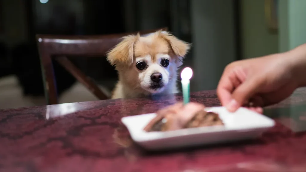 The Ultimate Guide to Crafting Delicious Pup Cakesfrom Your Pantry"